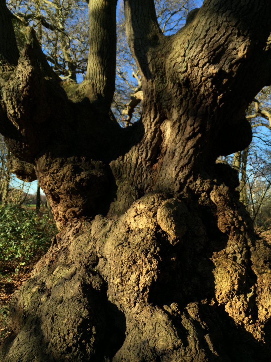 CoLEppingForest's tweet photo. Have you ever seen/ heard #Owls in #EppingForest? Our #woodpasture & hollow ancient #pollards are just what woodland loving #TawnyOwls need. We're working on a #winter owl exhibition for December. Any Owl stories, experiences, we'd love to hear them. #Tuwhittuwhoo. https://t.co/Y6ZedfK51S