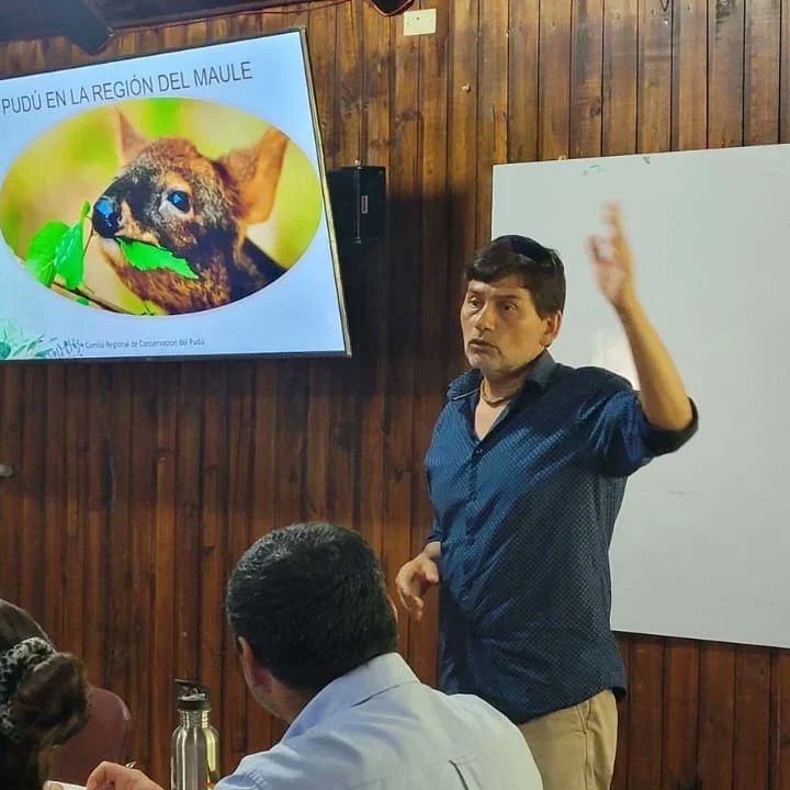 codeffchile's tweet photo. Fauna silvestre: Integrantes de #CODEFF en el Maule participaron activamente de la reunión ampliada del Comité Regional de Conservación, instancia en la que participaron organismos públicos y privados con el objetivo de promover la protección y conservación del Pudú en la región https://t.co/D2YDKQ9HTZ