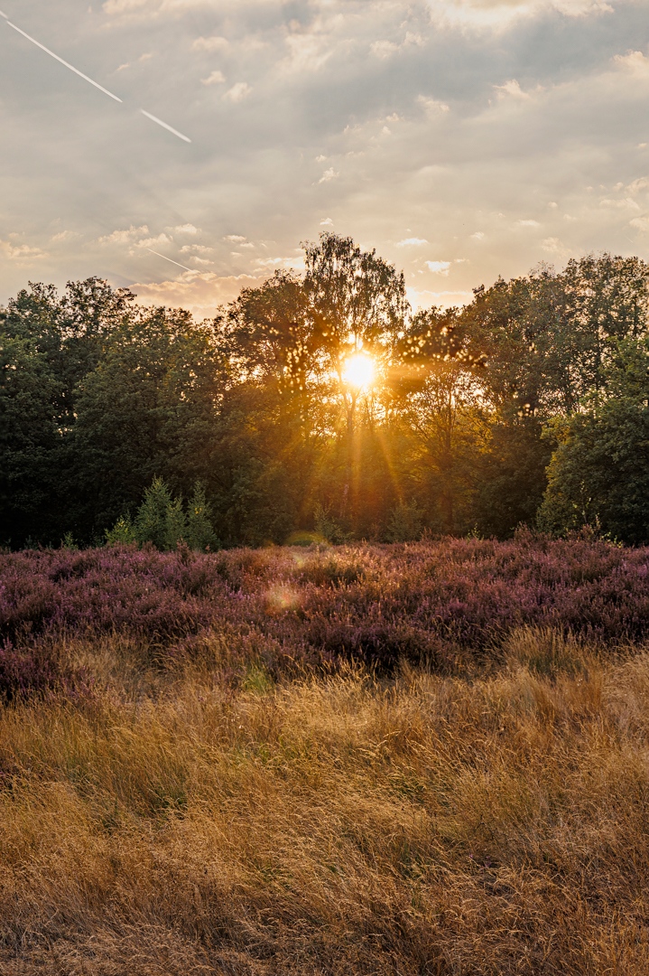 Kelly_Photograp's tweet photo. Throwback to summer... golden hour at Kesselse Heide
.
.
#goldenhour #landschapsfotografie #belgischefotograaf #canonbelgium #goudenuurtje #belgiannature #provincieantwerpen #heide #heather #sunset #zonsondergang #sunsetcapture https://t.co/YwYzbQYaop