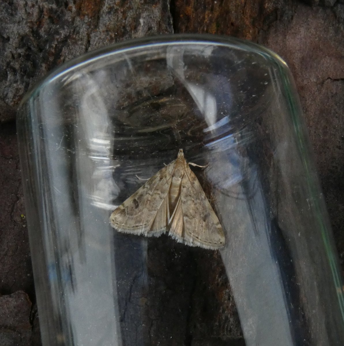 Another day another mega moth migrant from Oct. This Old World Webworm has a proper stonking scientific name: Hellula undalis, how good is that? HALLELUJAH!! Un-Dalic!! You are good looking and rare and not a fictional Doctor Who lifeform.