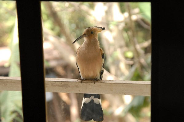 AfricaFevers's tweet photo. Top 15 rare exotic birds of Madagascar= new blog post!

https://t.co/re2MkCTKDk

#exoticbirdsofinstagram #exotıcbirds #birdsofmadagascar #rarebirds #madagascarwildlife https://t.co/1zsqf9oMve