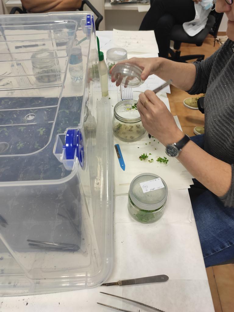 mbg_csic's tweet photo. ▶️ Continuamos con segundo día do curso "Cultivo in vitro de plantas" https://t.co/WWHSs8n5tv