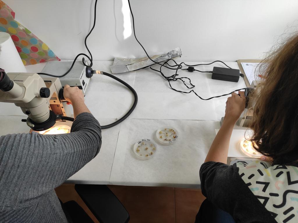 mbg_csic's tweet photo. ▶️ Continuamos con segundo día do curso "Cultivo in vitro de plantas" https://t.co/WWHSs8n5tv