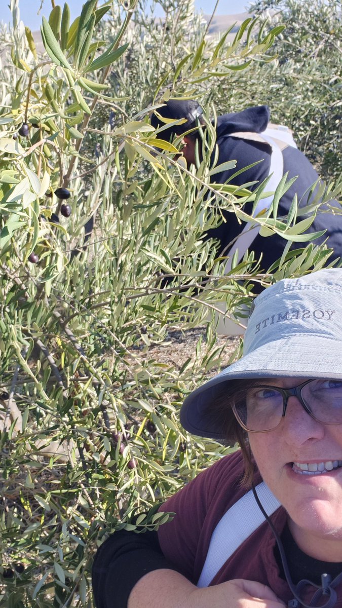 What are you doing while waiting for the end of #TicketmasterDown? 

Me? I'm picking olives on the Hope In Spades Ranch. 
#harvest #NeedTixForGoddaughter