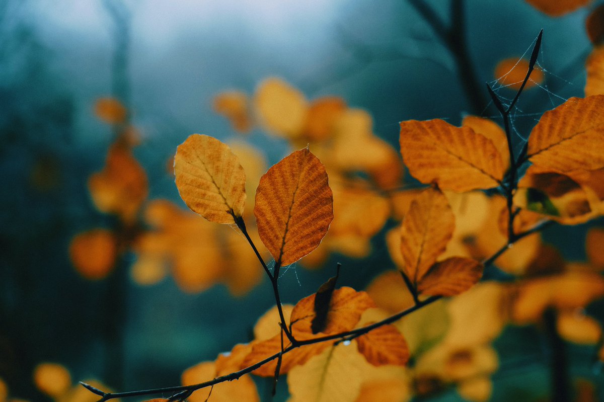 DanielCasson1's tweet image. Last of autumn 🍂 //