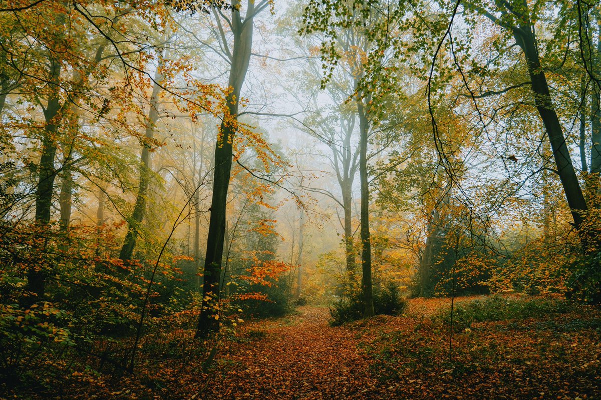 DanielCasson1's tweet image. Last of autumn 🍂 //