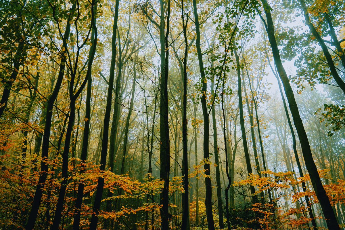 DanielCasson1's tweet image. Last of autumn 🍂 //