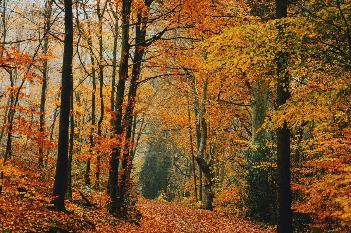 DanielCasson1's tweet image. Last of autumn 🍂 //