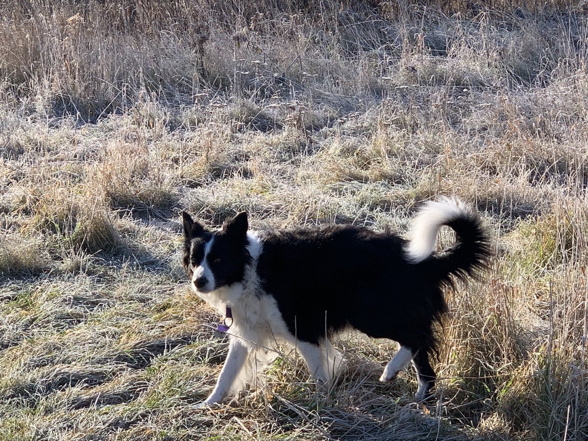 An early, short walk with #princess Pippa today. #bordercollie #dogsoftwitter