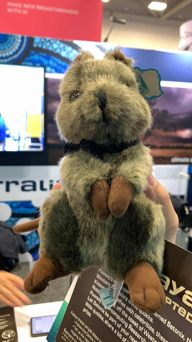 puttsk's tweet photo. The little quokka will travel to Thailand soon !! @PawseyCentre https://t.co/VupVohMEzC