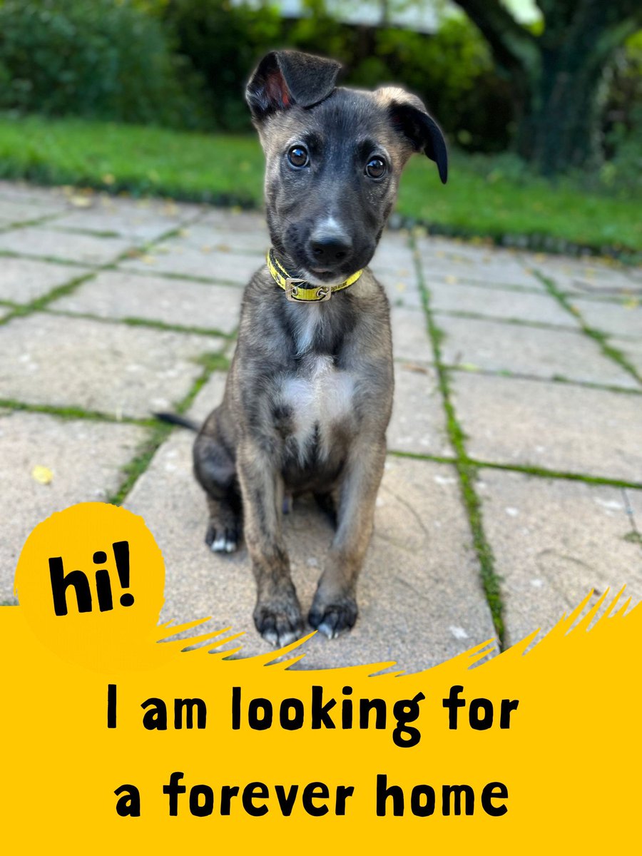 Neptune is showing off his cutest sit pose ❤️
To find out more about this gorgeous lad - click the link 👉 bit.ly/3EA5vA0

#dogstrustbridgend #dogstrust #dogsoftwitter #PuppyLove #AdoptDontShop