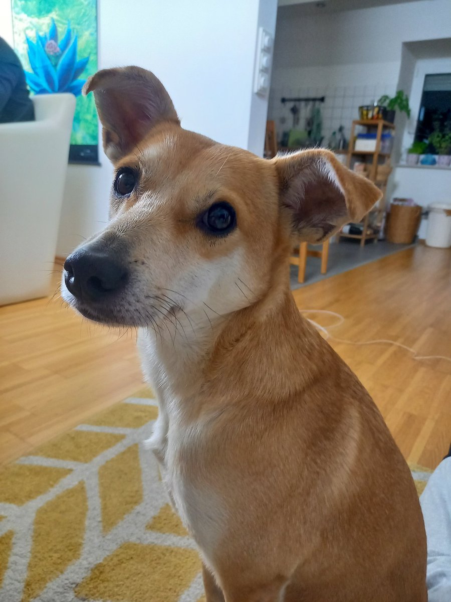 Jan und Björn nehmen gerade den nächsten Salt Talk auf. Sally, Jans Doggo, ist super not amused, dass mal wieder die Möbel verrückt wurden und sie nicht wie gewohnt auf der Couch chillen kann. 
Habt ihr auch Tiere? 
Wie reagieren die, wenn sie auf ihre Routine verzichten müssen?