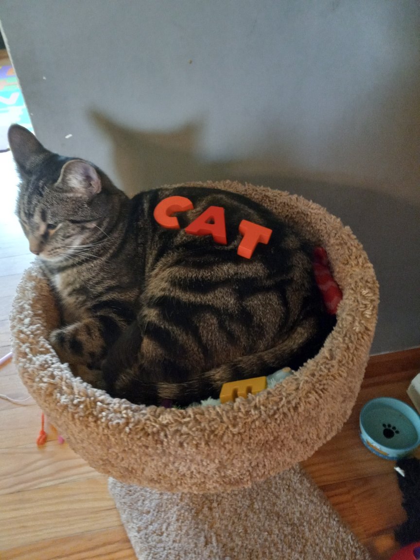 ShowYourCat's tweet photo. https://t.co/9YCE5gjj3d