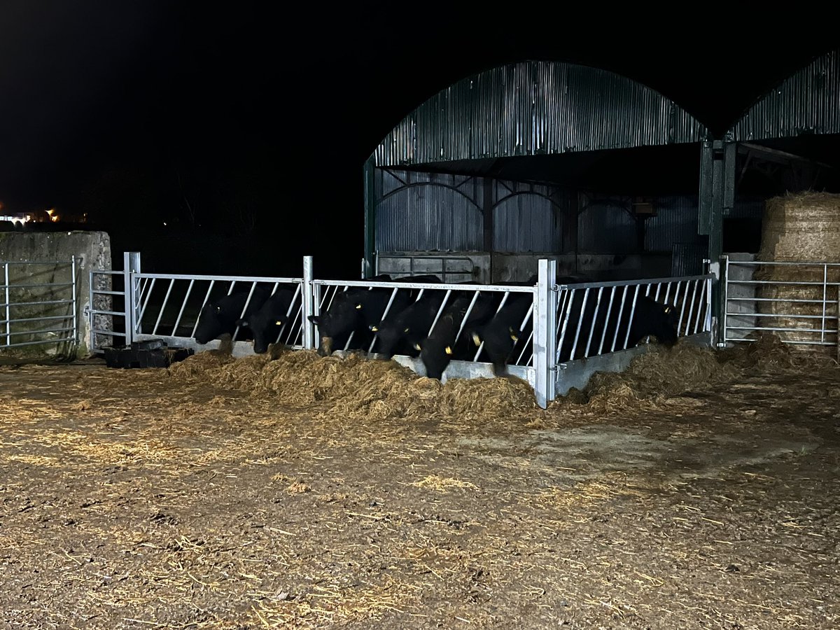 patquirke's tweet photo. Wonder whether the outdoor cows or indoor heifers are more happy @kieran_sullivan  Both still able to walk-in/walk-out thankfully. #winterheatwave https://t.co/JxCVEDgS0l