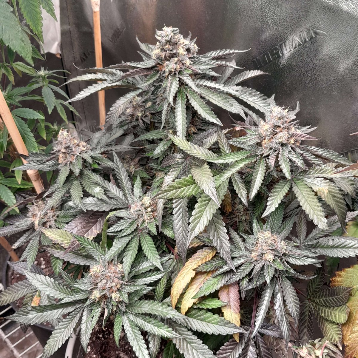gps_seedbank's tweet photo. Some chunky, funky Purple Bubba Kush (Pre '98 Bubba Kush x Purple Punch)
Grown by: TerryN
Bred by: Greenpoint Seeds
#purplebubbakush #pre98bubba #bubbakush #purplepunch #larryog #granddaddypurple #cannabisculture #cannabiscommunity #growyourown #greenpointseeds https://t.co/yx5HqDMrxX