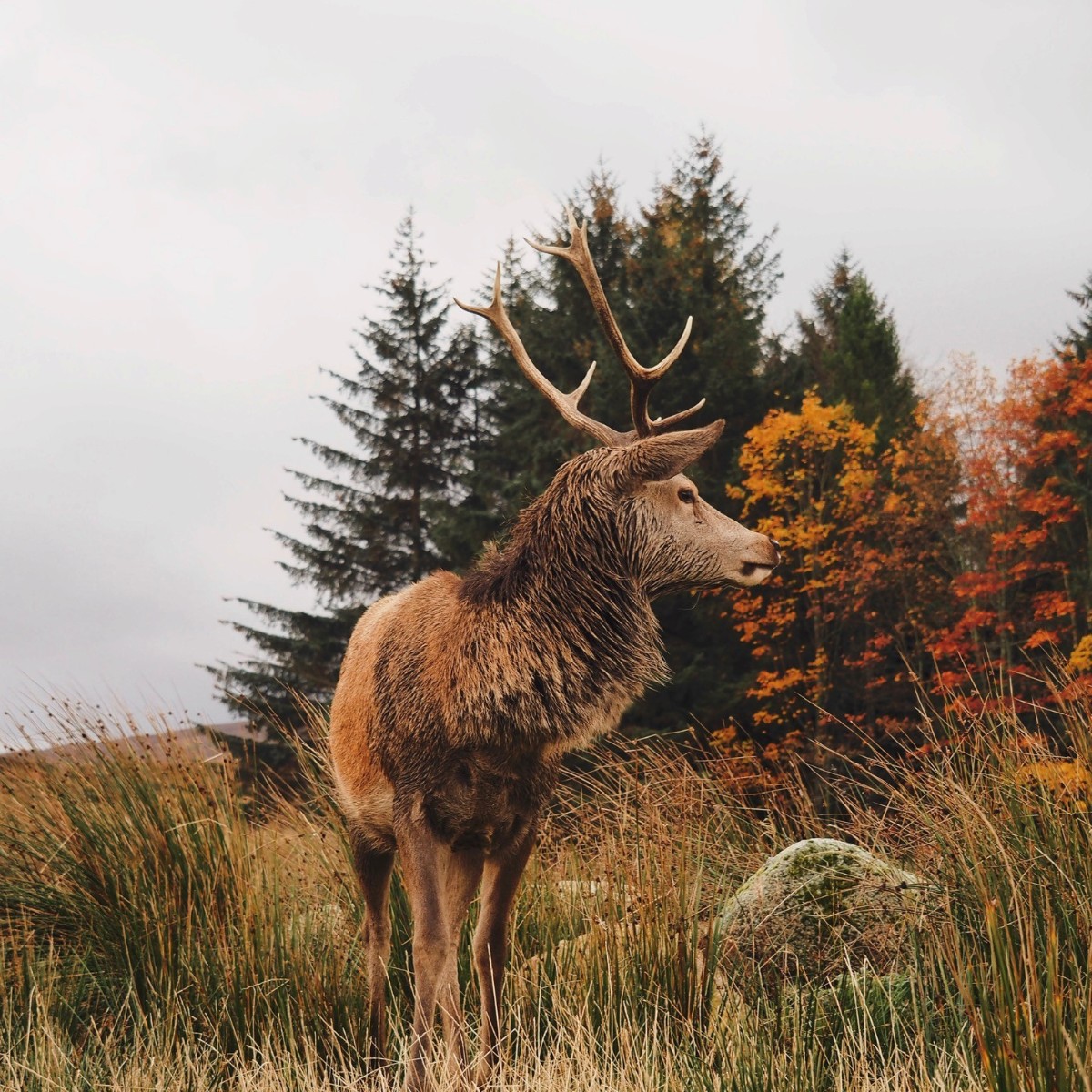 Scotland's tweet photo. How beautiful is Autumn in Scotland? 😍🍁🍂 

#ScotlandIsNow #VisitScotland #WoodlandWalks #TheHermitageDunkeld #ScottishHighlands #Perthshire https://t.co/hK12yzoFvJ