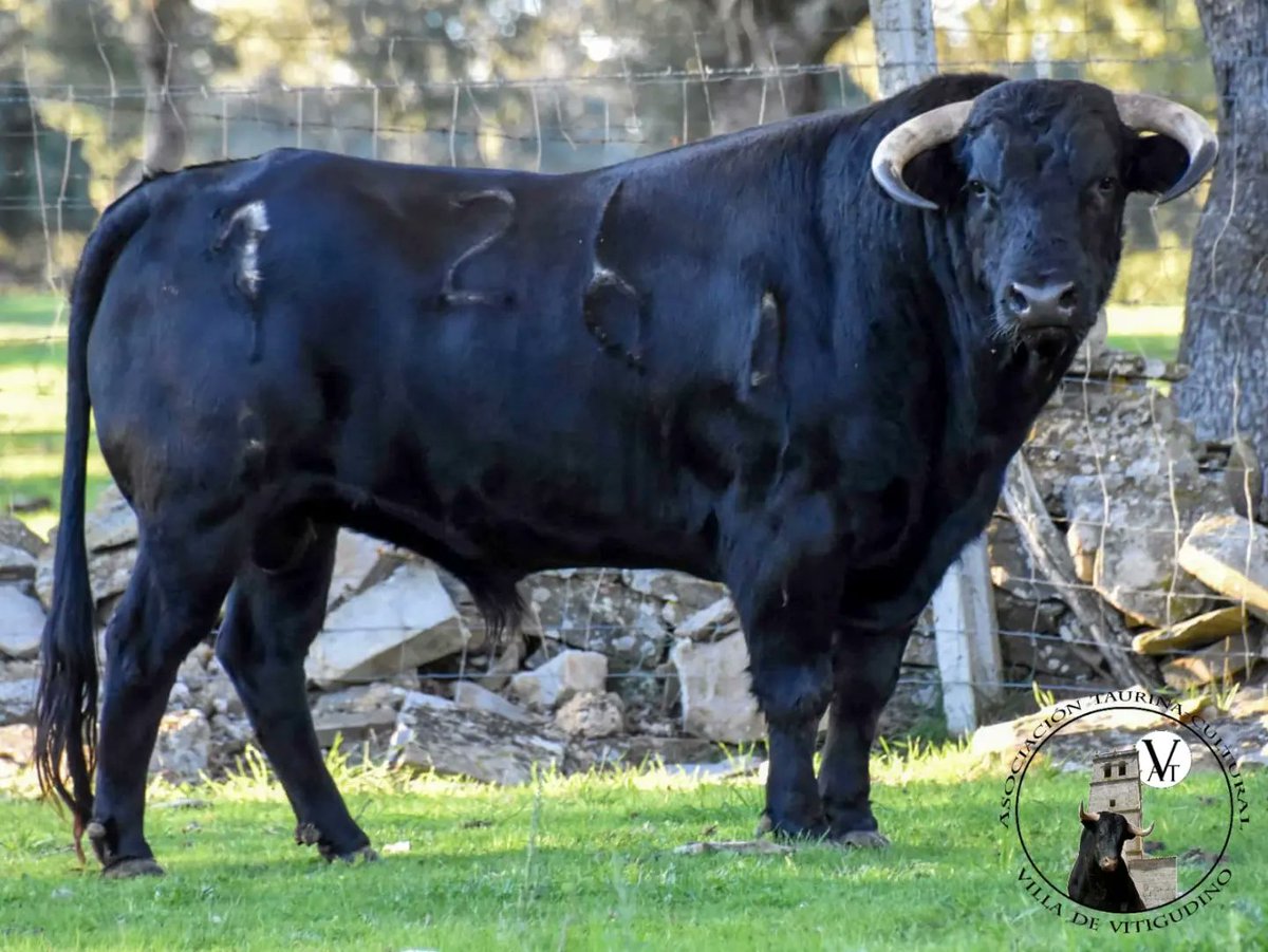Vitigudino_AVT's tweet photo. Presentamos a Finito ll, utrero castaño herrado con el número 6 G9 de la ganadería de  Manuel Gimeno y Ornado, utrero de pelo negro herrado con el numero 26 G9 de la ganadería Orive Acompañaran a Mirador II Toro San Nicolas el 6  diciembre a las 16:00h en Vitigudino https://t.co/D3aIiCOcSf