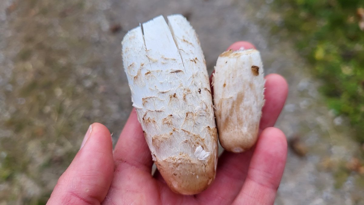 Kleine Vorspeise. 
#pilzefinden