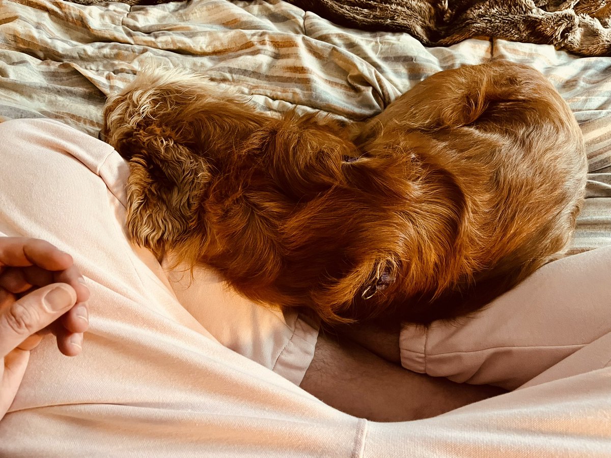 Every pet, dog or cat, I’ve had over the last 20+ years has without fail always gathered close around me when I am meditating. Léo is proving to be no exception. Animals know good vibes when they feel them 💜