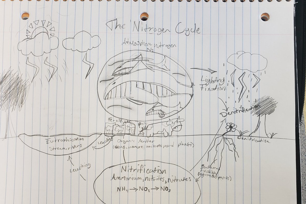 MrsWill77's tweet photo. Students in 7th grade Science are working to show illustration models of the Nitrogen Cycle for their notebooks. Love seeing the creativity! #twolves7pride https://t.co/QloBeTsIi4