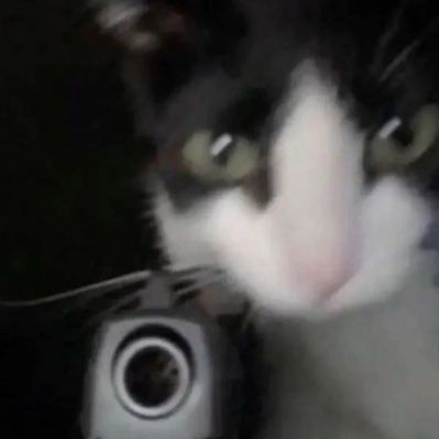 catbop tweet media