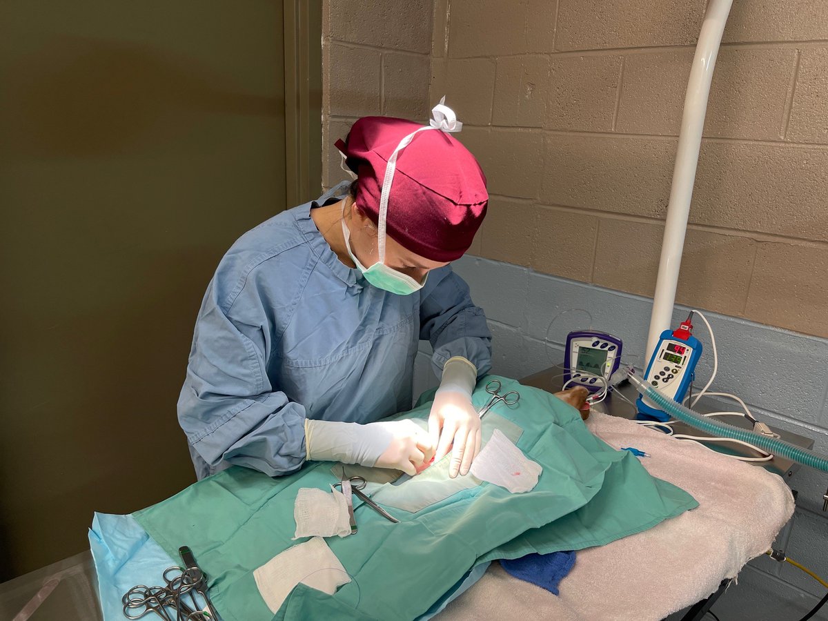 Tweet by UT Col of Vet Med