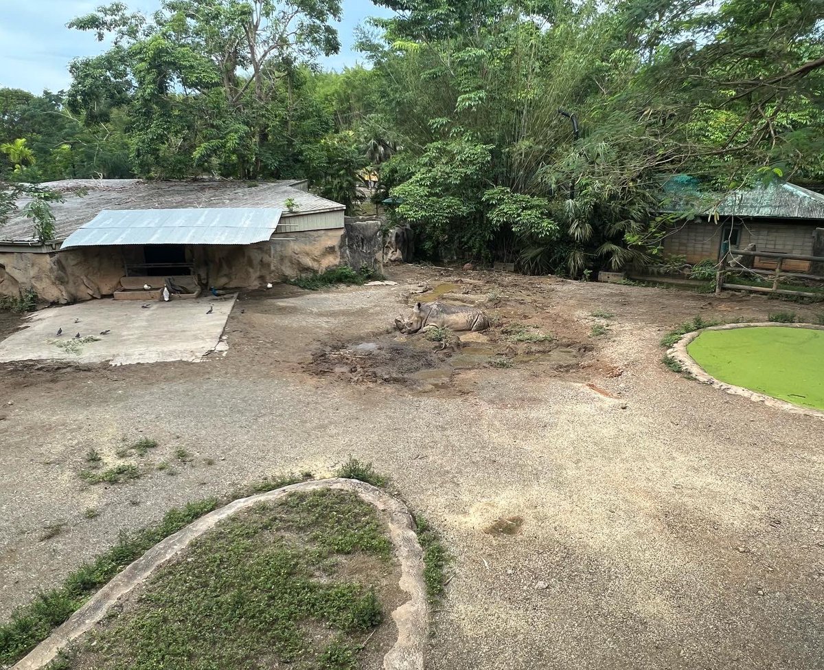 ValeriaCollazoC's tweet photo. El zoológico de Puerto Rico, ubicado en Mayagüez, lleva más de 5 años cerrado. Logramos acceso para investigar denuncias sobre el estado de los animales que siguen ahí. Detalles hoy a las 10 p.m. en @RayosxTelemundo. https://t.co/CmgqFFc9Qz