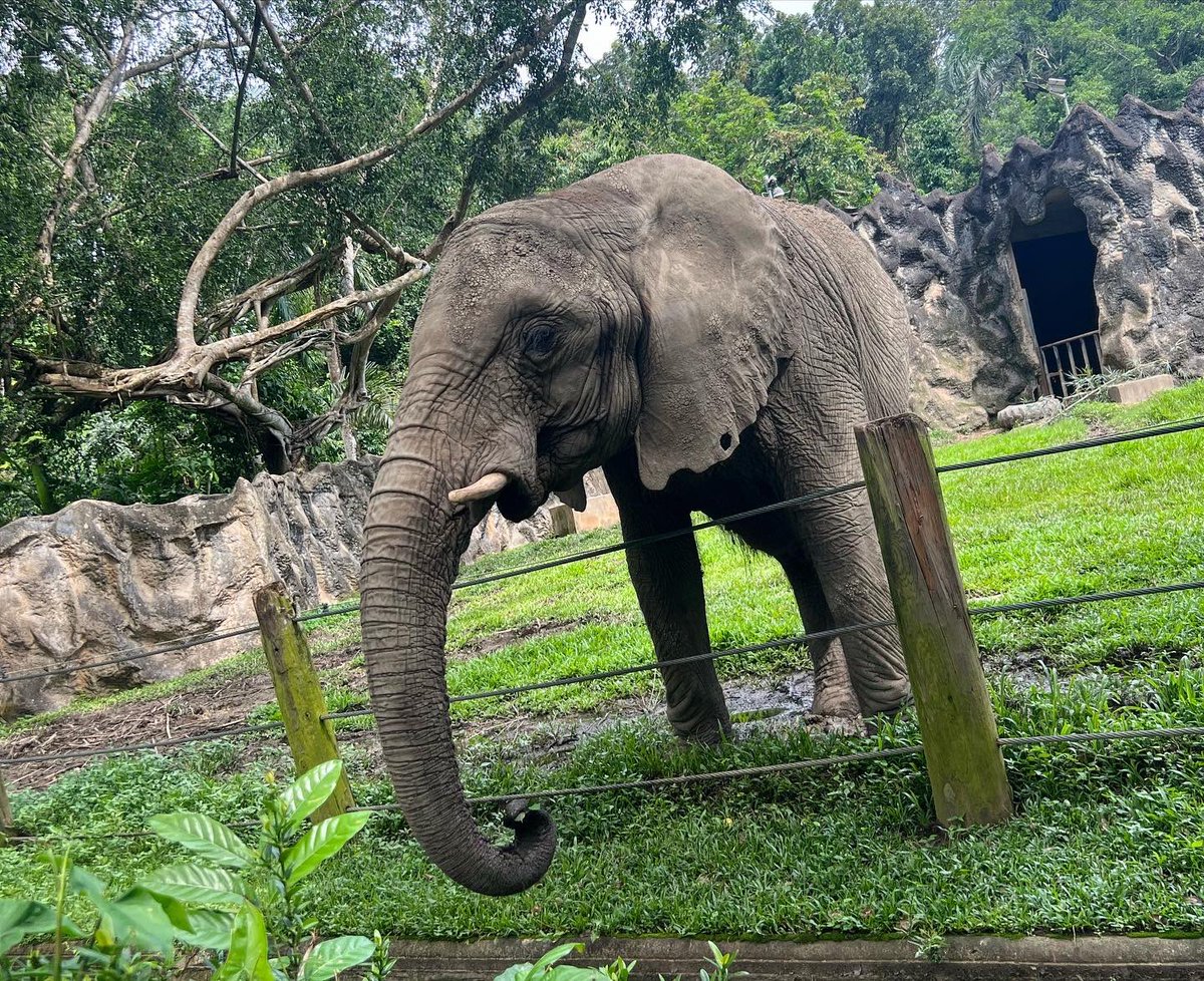 ValeriaCollazoC's tweet photo. El zoológico de Puerto Rico, ubicado en Mayagüez, lleva más de 5 años cerrado. Logramos acceso para investigar denuncias sobre el estado de los animales que siguen ahí. Detalles hoy a las 10 p.m. en @RayosxTelemundo. https://t.co/CmgqFFc9Qz