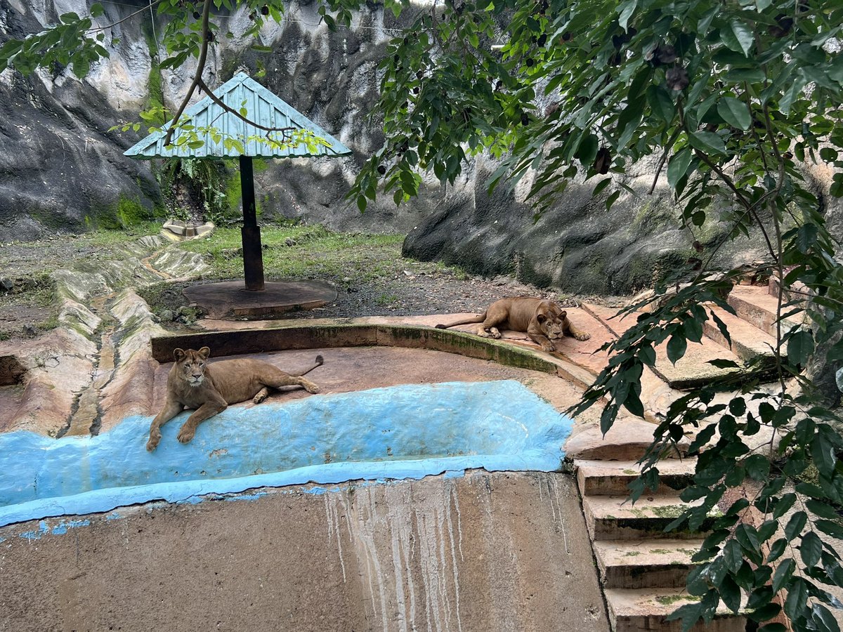 El zoológico de Puerto Rico, ubicado en Mayagüez, lleva más de 5 años cerrado. Logramos acceso para investigar denuncias sobre el estado de los animales que siguen ahí. Detalles hoy a las 10 p.m. en <a href="/RayosxTelemundo/">Rayos X</a>.