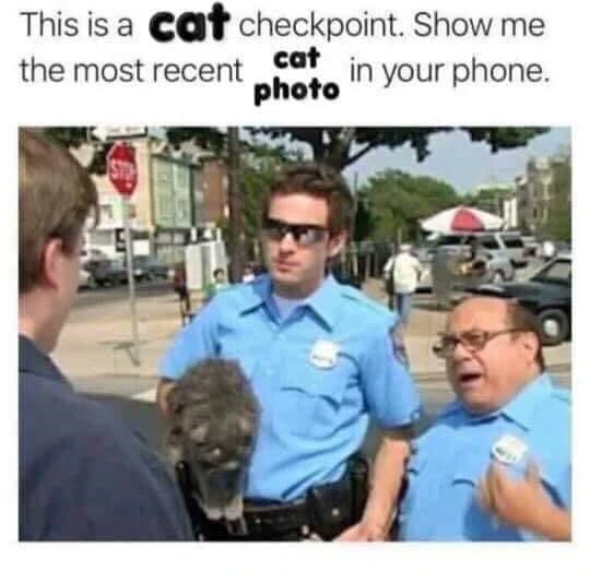 LiterallyMeCats tweet media