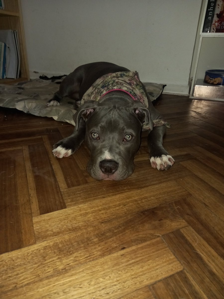 Chiniitta's tweet photo. Me pasa lo mismo con Gretta y eso que aún es cachorra https://t.co/XatTDM2izg