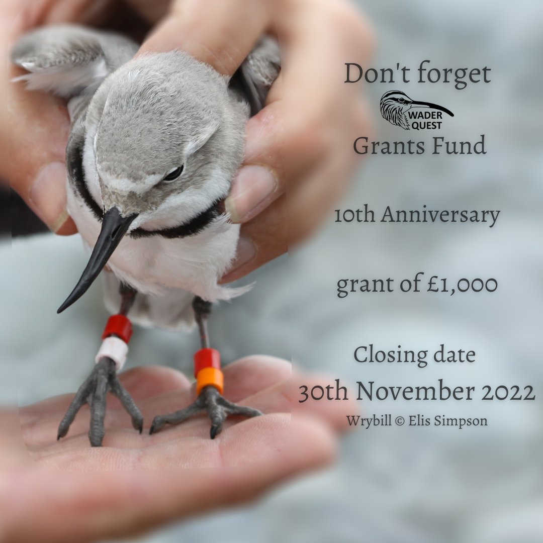 waderquest's tweet photo. Don't forget @waderquest
Grants Fund 10th Anniversary
grant of £1,000
Closing date 30th November 2022
Wrybill © Elis Simpson
👉 Link in our bio
Be #inspired by #waders or #shorebirds
#charadriidae #limicolas #charity #project #grants
#newzealand #ngutuparore https://t.co/tjp2kg8WxS