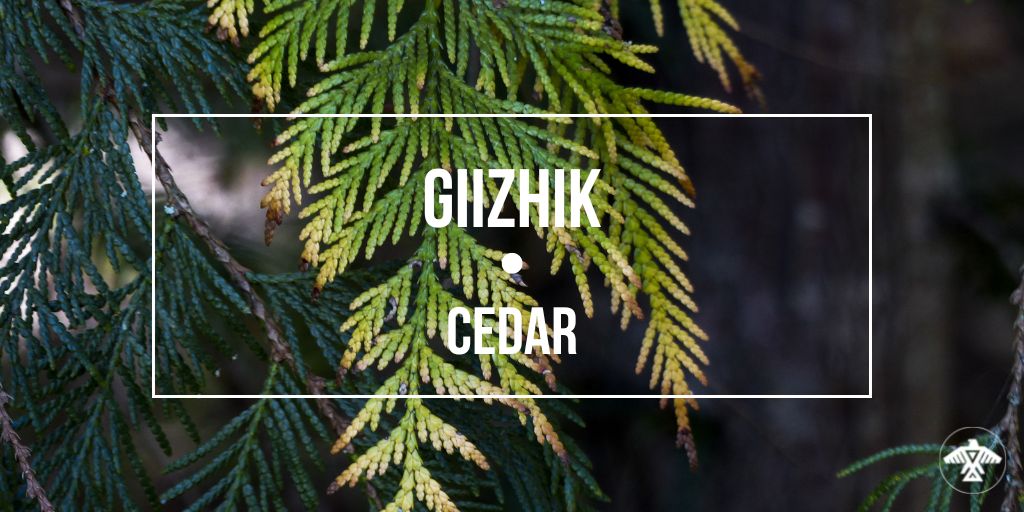 Look deep into nature when you want to understand everything better.  Surrounding yourself in the beauty of Giizhik (cedar) trees is always a good way to clear your mind. What's your favourite way to unwind? 🌲