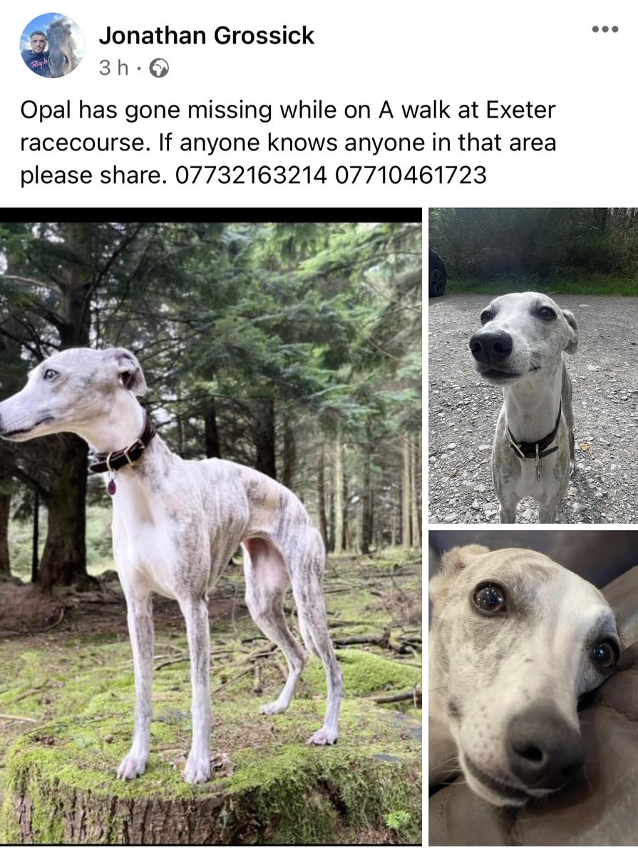 jardineracing's tweet photo. Can you help Jonny @grossickphoto ? His wee dog has gone missing while on holiday in Exeter. Retweets to reach people in the area would be much appreciated 🙏 https://t.co/jio1jgnGkh