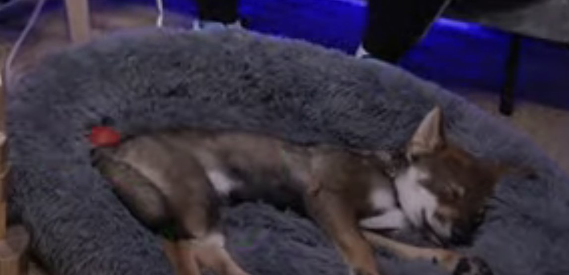 InoxtagCorp's tweet image. Inox et les autres qui se tapent leur meilleur game 
Ace: