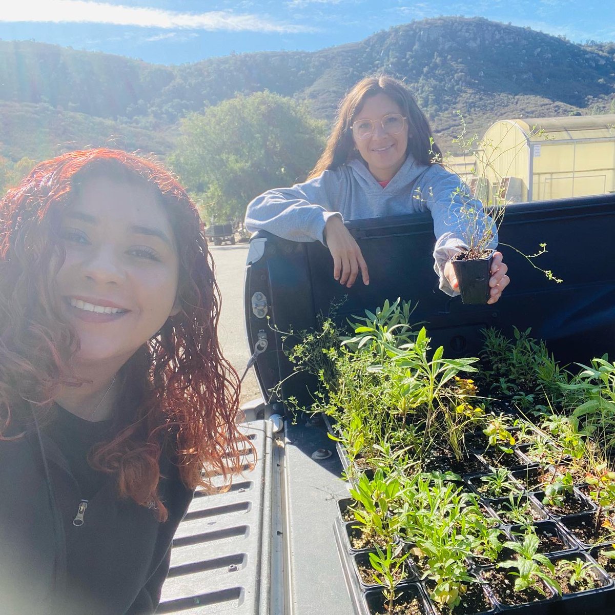Plants ready for Saturday planting event at <a href="/SanAudubon/">San Diego City College Audubon Club</a>  thank you <a href="/xercessociety/">The Xerces Society</a> for the plants 🌱🤗