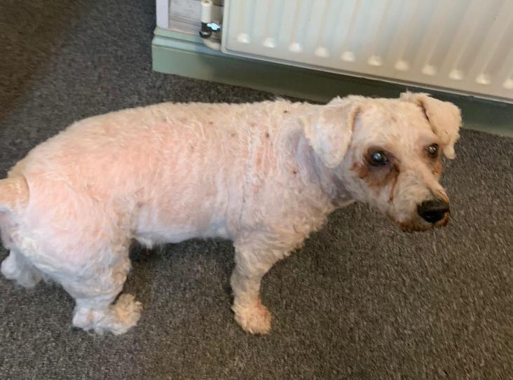 Please retweet to help Murphy find a home #ANDOVER #BASINGSTOKE #UK 

Aged 10+ Bichon Frise sadly neglected, poor hearing and eyesight. He may be able to live with another dog but needs a quiet adult home with a garden 🐶✅
PLEASE SHARE 💔
DETAILS or APPLY
rspca.org.uk/findapet/detai…