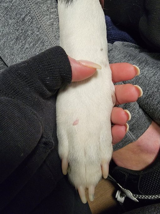 Today I lost him 💔 Words cannot express the heartbreak. https://t.co/AlZqF4DSAN