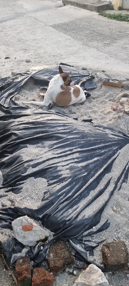 ronaldstan's tweet photo. @ibaelsalvador Esta perrita necesita un hogar https://t.co/gPxbWOyK9L