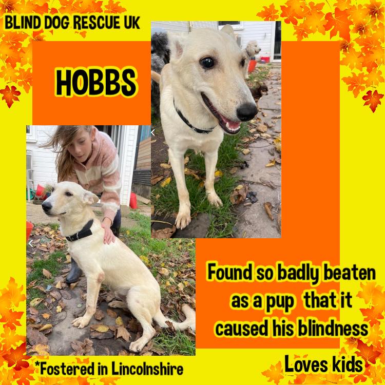 1yo HOBBS was found badly beaten along w/his mother, when he was 5mo, &amp; it was this that caused his blindness.😢 Despite his terrible start in life, he has a lovely personality, fab with everyone, &amp; other dogs, if a little shy. #Lincs facebook.com/media/set/?set… #rehomehour #TeamZay