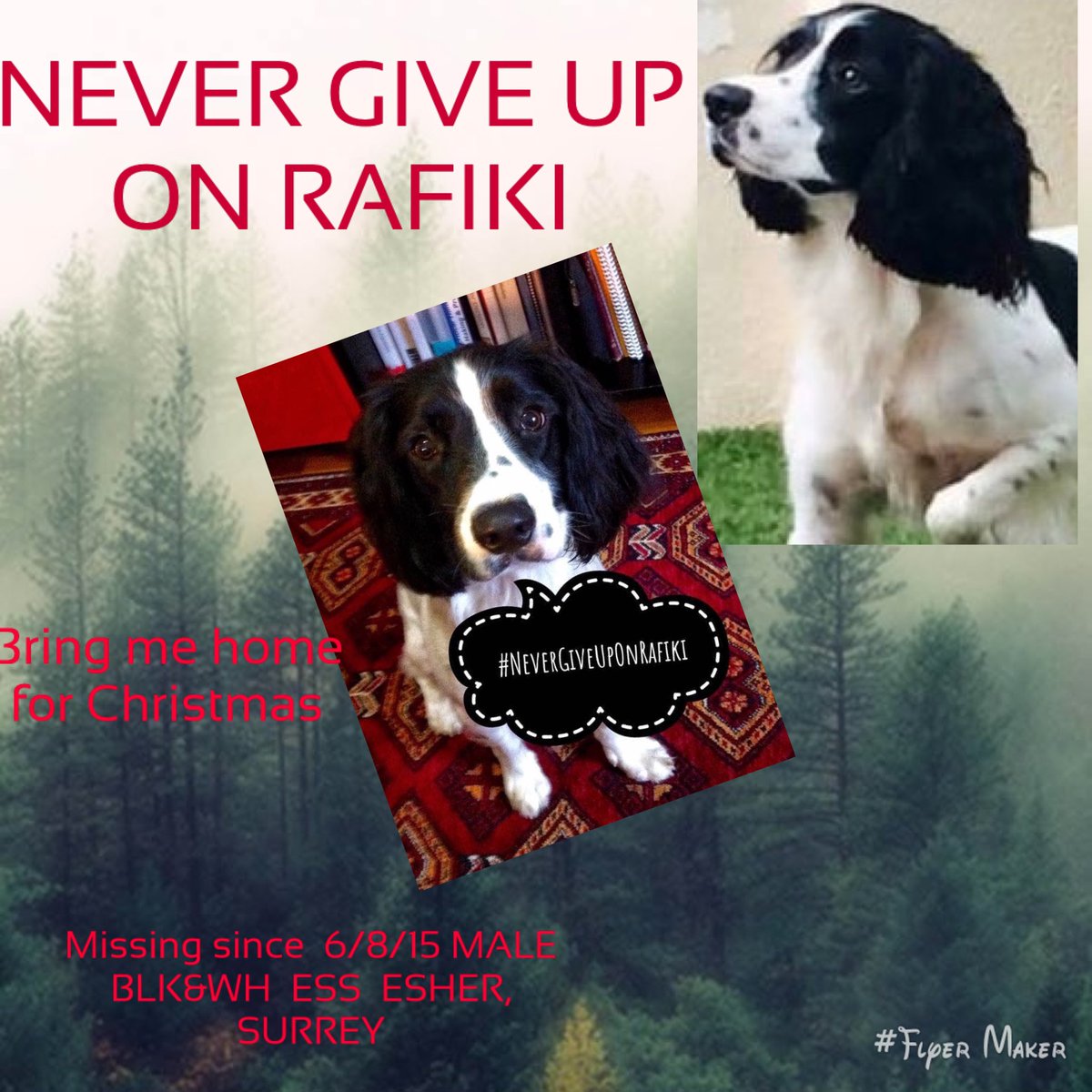 rosieDoc2's tweet photo. #SpanielHour
Another #longtimemissing
RAFIKI
ALWAYS remembered
What a lovely reunion this would be
Let him come home please💔
Last Seen #EsherStation 6/8/15
#bringmehomeforchristmas
https://t.co/PchAh5j4ME
@thomp918 @bs2510 @RachaelB100 @pettheftaware @wheresrafiki https://t.co/3Lrox6RvDp