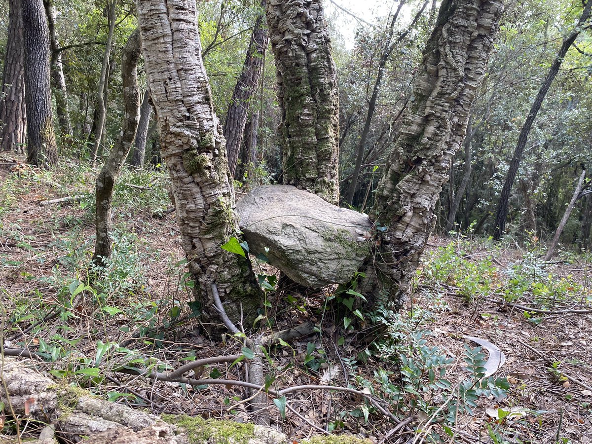 cargol_poater's tweet photo. Una pedra mossegant una alzina surera, aquesta tarda a Can Pi. #Gavarres #SantDaniel 😲🌳 https://t.co/eWEpU3GZAJ
