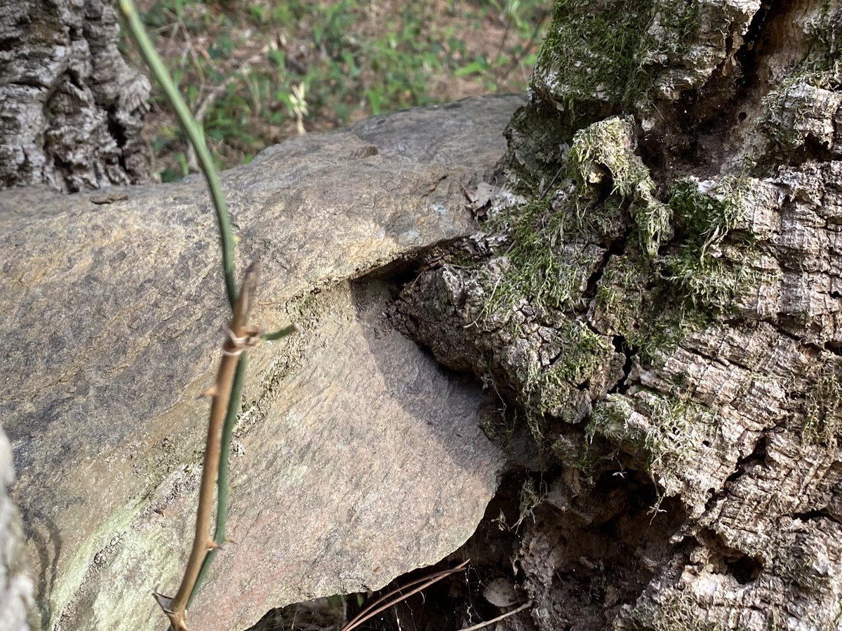 cargol_poater's tweet photo. Una pedra mossegant una alzina surera, aquesta tarda a Can Pi. #Gavarres #SantDaniel 😲🌳 https://t.co/eWEpU3GZAJ