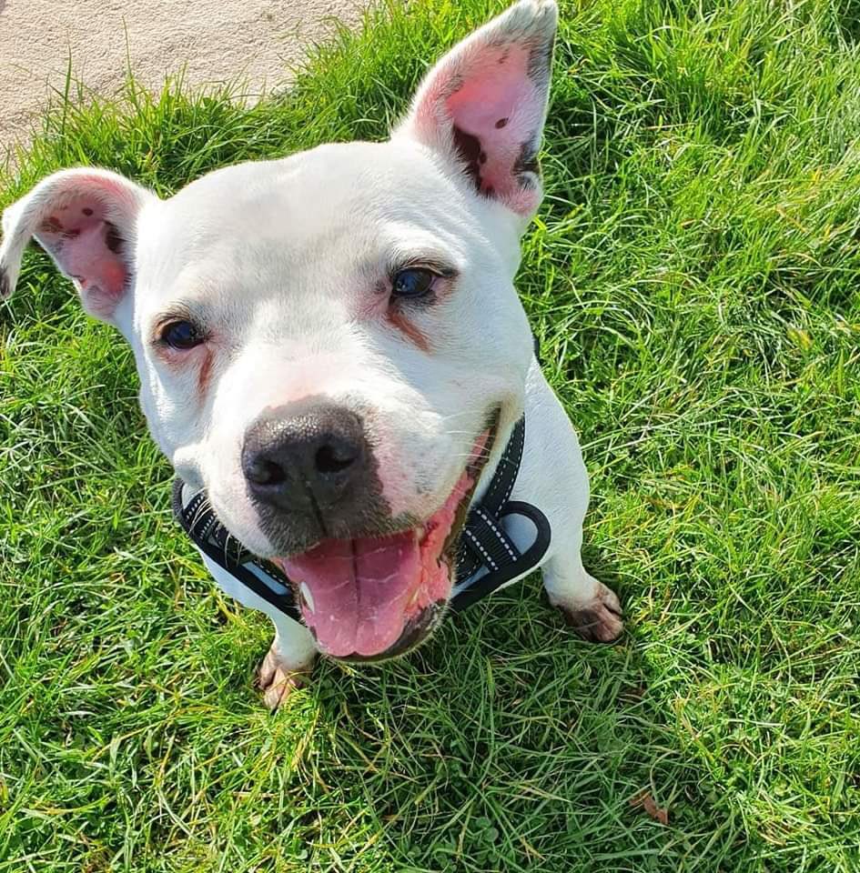 #rehomehour  #TongueoutTuesday beeyootiful boy on the lookout for a fabulous forever home plz RT #Zeus #TeamZay <a href="/SeniorStaffy/">Senior Staffy Club Dog Rescue</a>