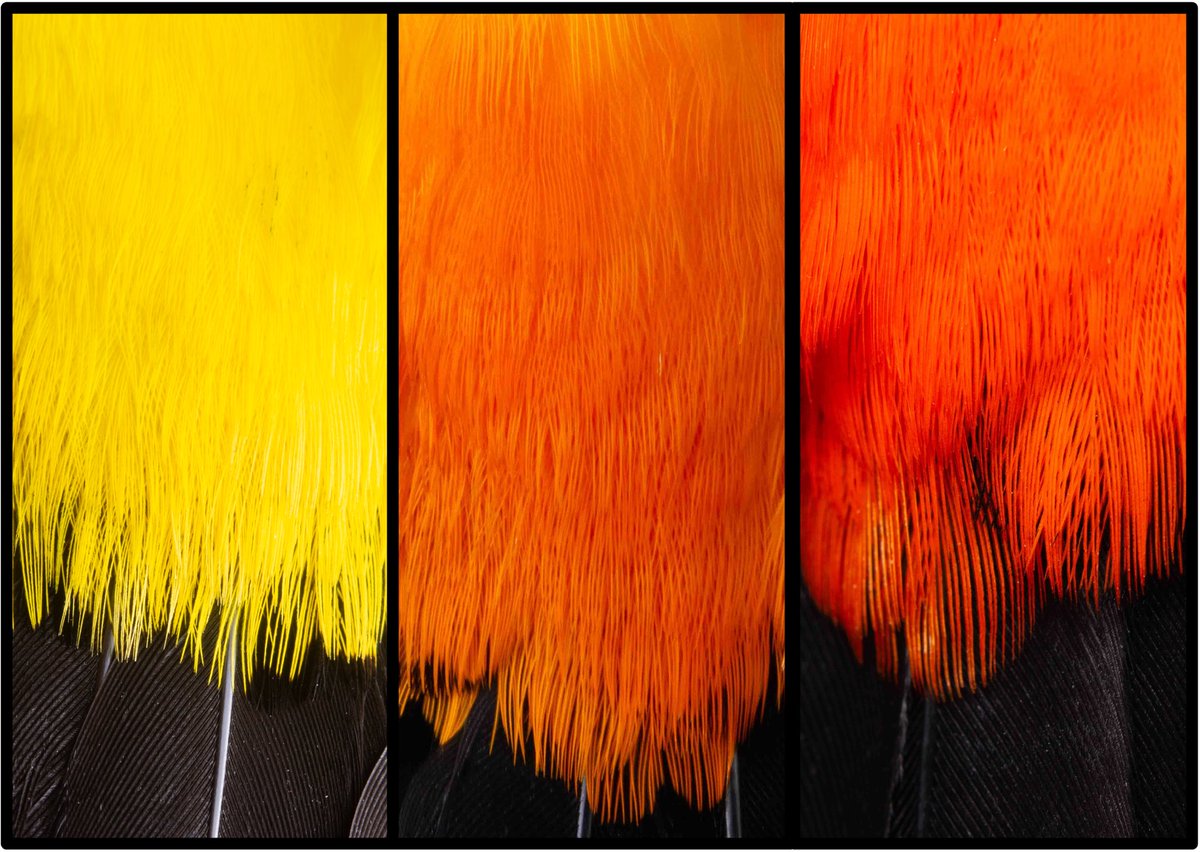 Maria Isabel Castaño tweet media