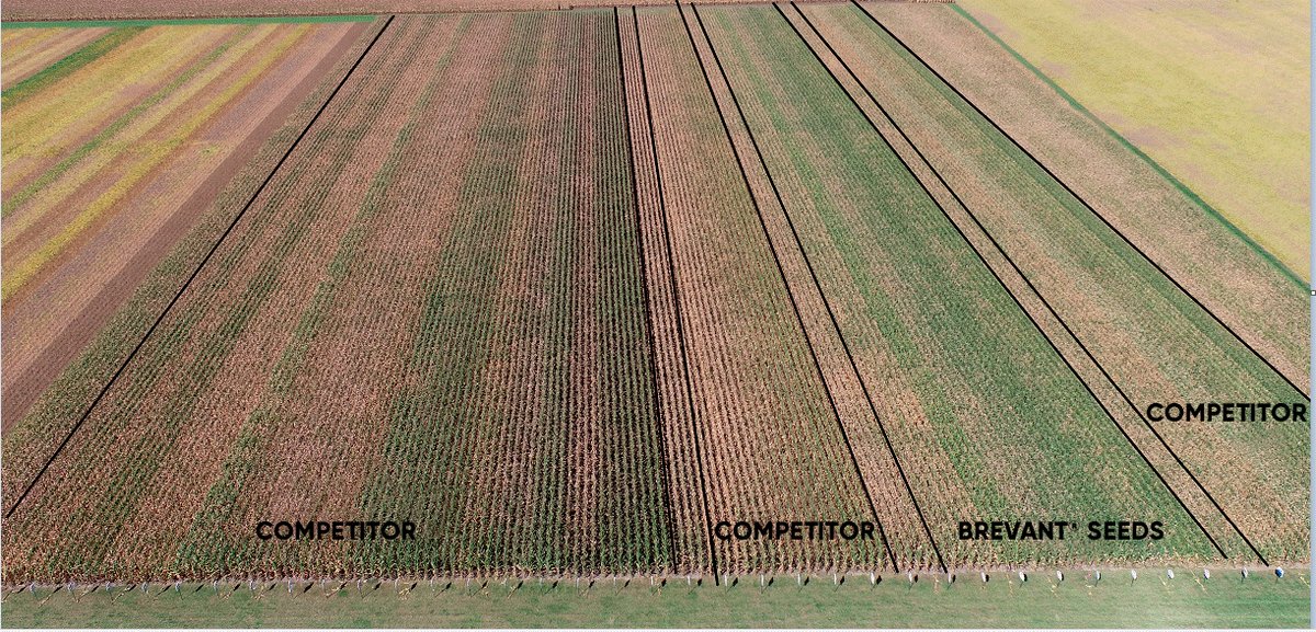 BrevantseedsUS's tweet photo. Brevant® brand products show yield strength in this plot affected by tar spot, beating DeKalb by 16.1 bu/A and NK by 8.3 bu/A, on average.  

Can you spot the difference in plant health? 🧐 

Yield results here: https://t.co/e88VJDqSVP https://t.co/H9av7c9w2F