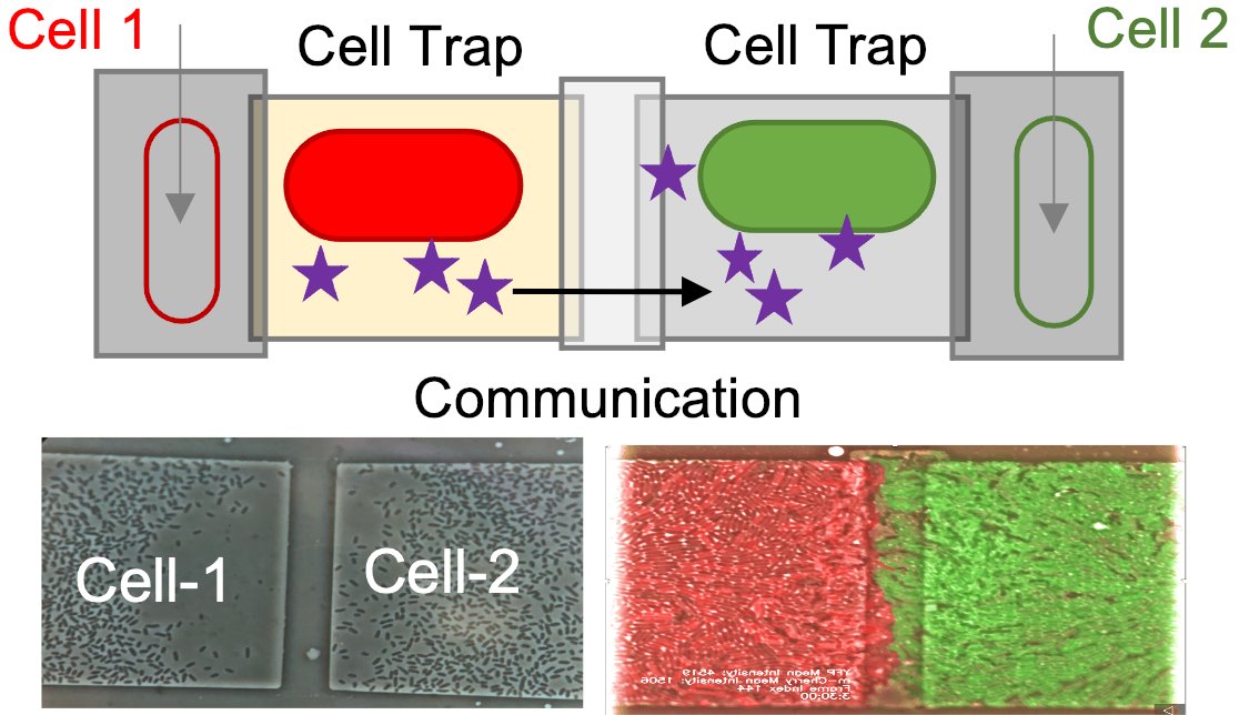 Samuel Oliveira (@samuel_matos_) on Twitter photo Happy to share that I’m starting a new position as Research Assistant Professor at #bostonuniversity!
Excited to begin building my research group at the <a href="/BU_ece/">BU Dept. of Electrical & Computer Engineering</a> focusing on engineering microfluidic chips to study synthetic microbial communities. #research #syntheticbiology Happy to share that I’m starting a new position as Research Assistant Professor at #bostonuniversity!
Excited to begin building my research group at the <a href="/BU_ece/">BU Dept. of Electrical & Computer Engineering</a> focusing on engineering microfluidic chips to study synthetic microbial communities. #research #syntheticbiology