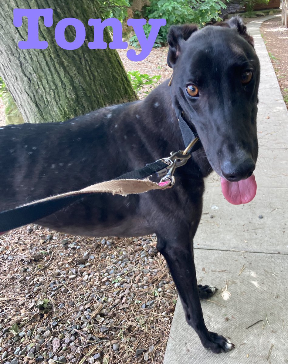 Jayne On Twitter RT GreyhoundRFife 4 Yr Old Tony Snowflake Is A jayne-on-twitter-rt-greyhoundrfife-4-yr-old-tony-snowflake-is-a