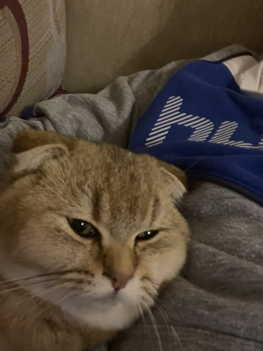 Kediler çok farklılar :):)