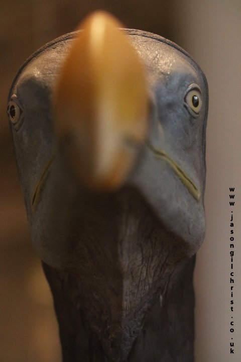 jgilchrist13's tweet photo. @TetZoo Dodo, Raphus cucullatus, model, at the National Museum of Scotland, @NatSciNMS @NtlMuseumsScot, Edinburgh, Scotland. As featured in latest @TetZoo Blog, The Dodo in Life @ https://t.co/qt6JvlHqGF
#dodo #extinct #Raphuscucullatus🦤 https://t.co/NplYbZ2JXs